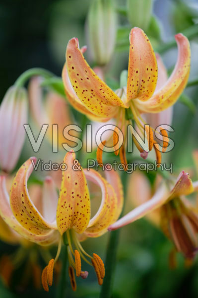 Lilium Peppard Gold Lilium Peppard Gold