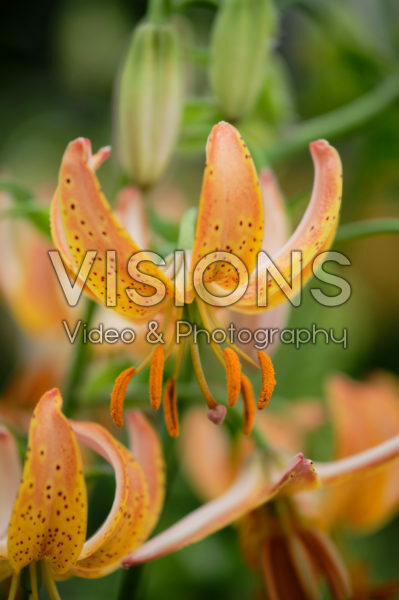 Lilium Peppard Gold Lilium Peppard Gold