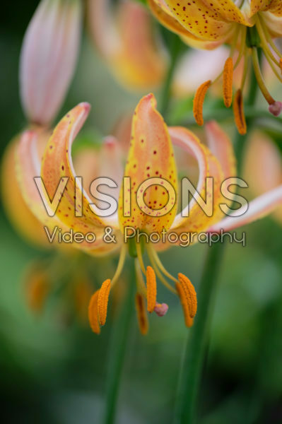 Lilium Peppard Gold Lilium Peppard Gold