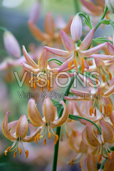 Lilium Fairy Morning Lilium Fairy Morning