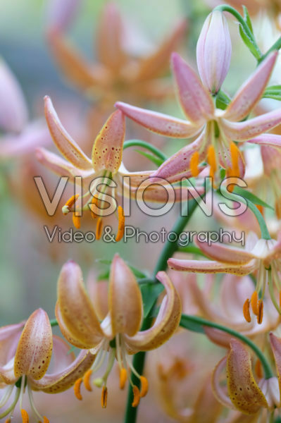 Lilium Fairy Morning Lilium Fairy Morning