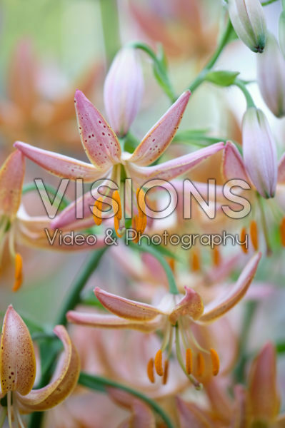 Lilium Fairy Morning Lilium Fairy Morning