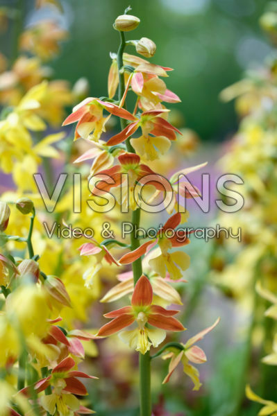 Calanthe Calanthe