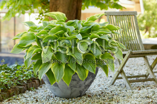 Hosta Victory Hosta Victory