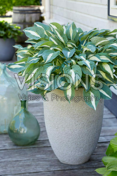 Hosta Pin Up Hosta Pin Up