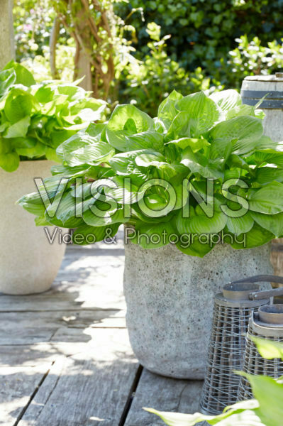 Hosta Banana Kid Hosta Banana Kid