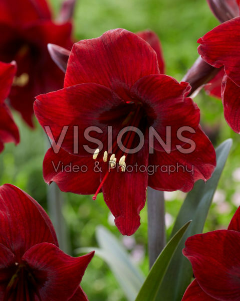 Hippeastrum Carramba Hippeastrum Carramba
