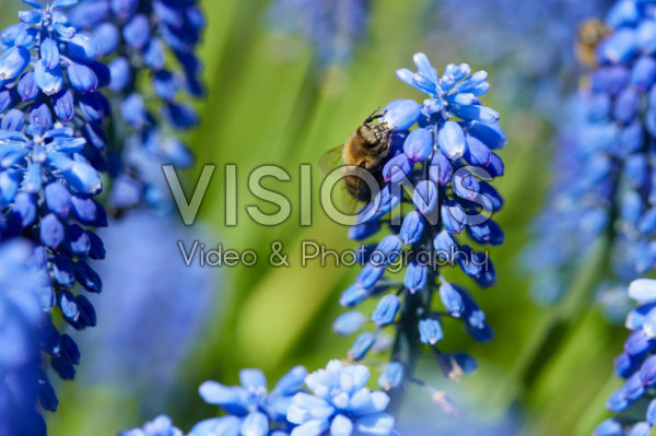 Muscari armeniacum Muscari armeniacum