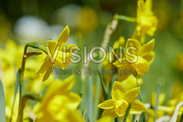 Narcissus Narcissus