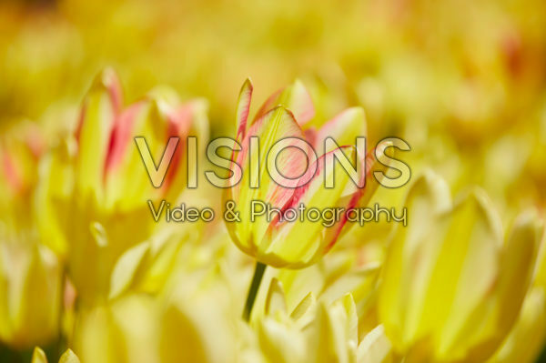 Tulipa multi-flowering Tulipa multi-flowering