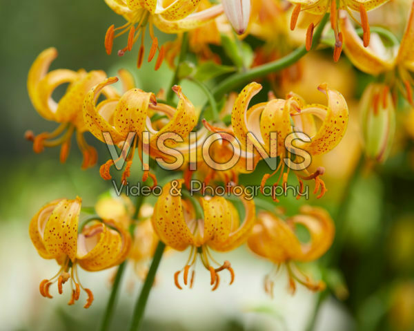 Lilium Peppard Gold Lilium Peppard Gold