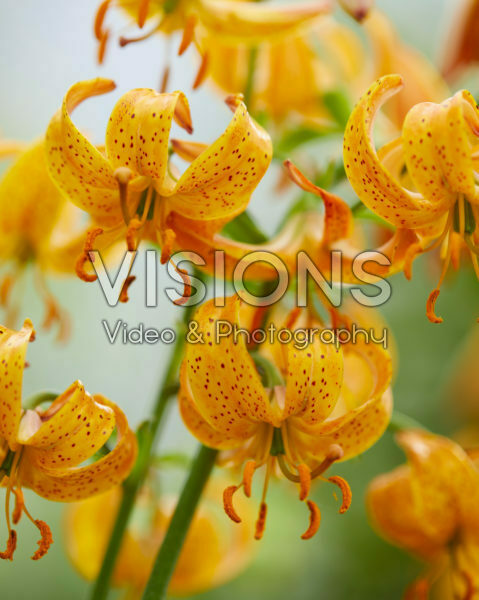 Lilium Peppard Gold Lilium Peppard Gold