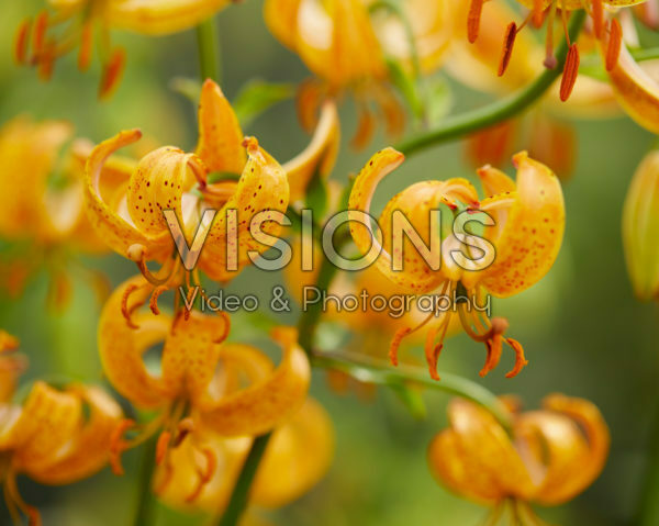Lilium Peppard Gold Lilium Peppard Gold