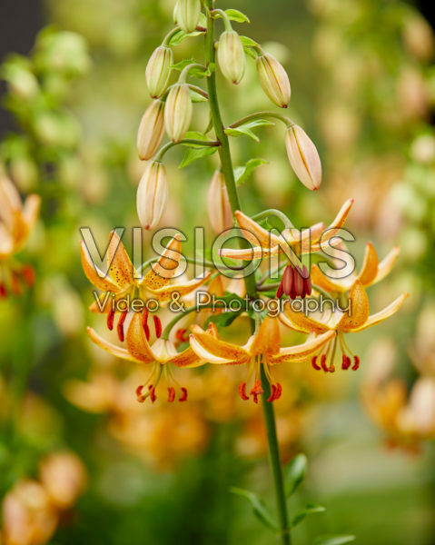 Lilium Guinea Gold Lilium Guinea Gold