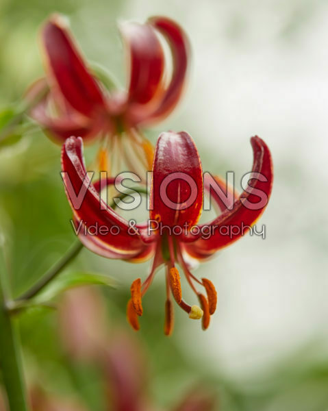 Lilium Claude Shride Lilium Claude Shride