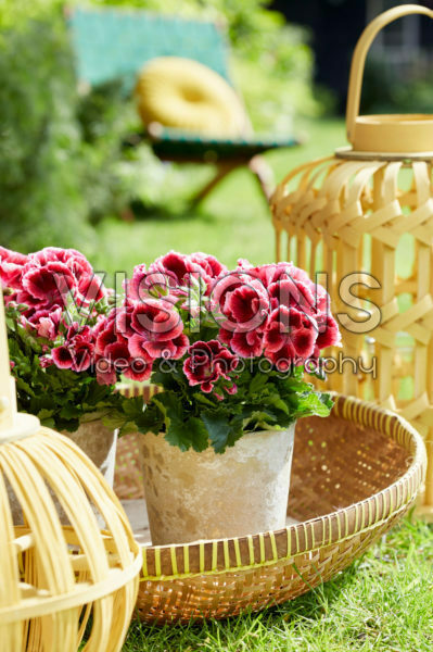 Pelargonium Elegance Kate * Pelargonium Elegance Kate *
