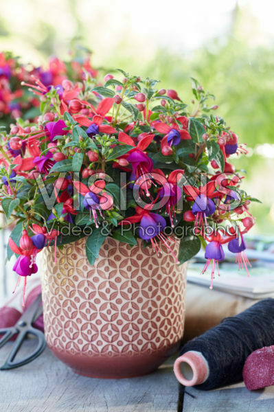 Bella Fuchsia ® Vera * Bella Fuchsia ® Vera *