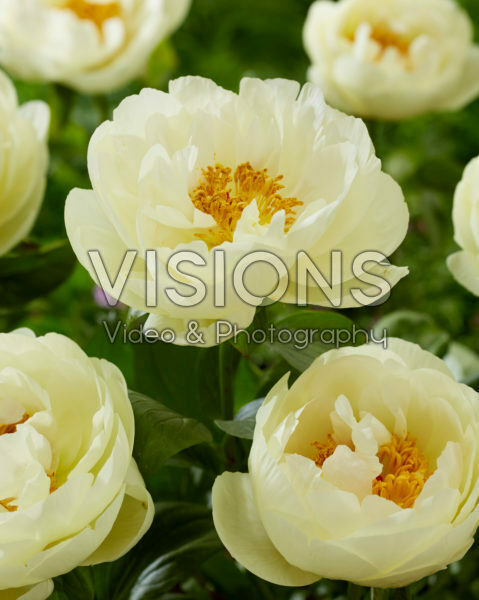 Paeonia Lemon Chiffon