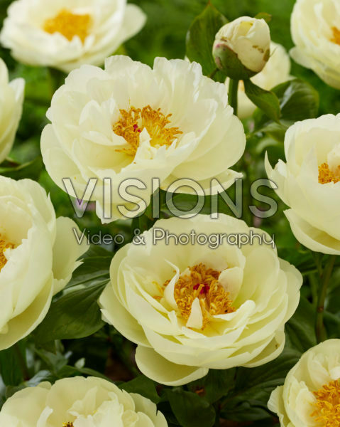 Paeonia Lemon Chiffon Paeonia Lemon Chiffon