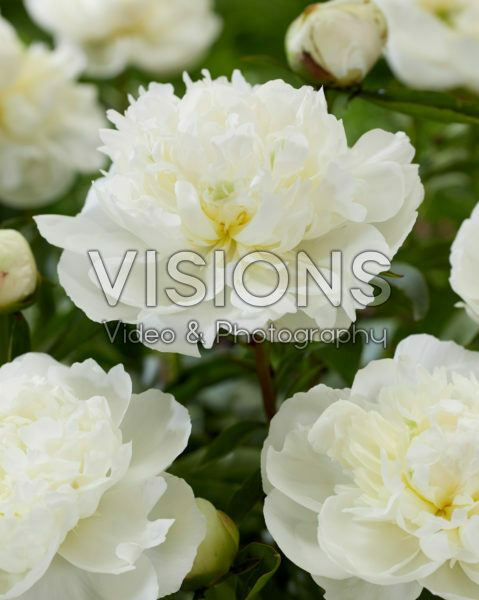 Paeonia Duchesse de Nemours