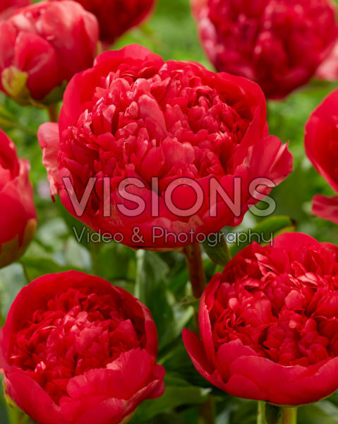 Paeonia Command Performance