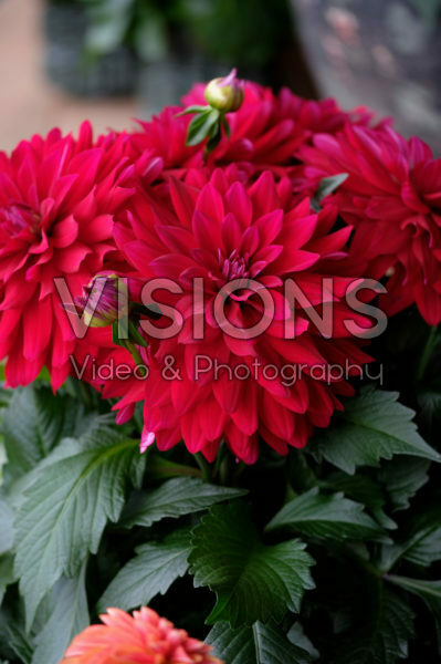 Dahlia LaBella ®