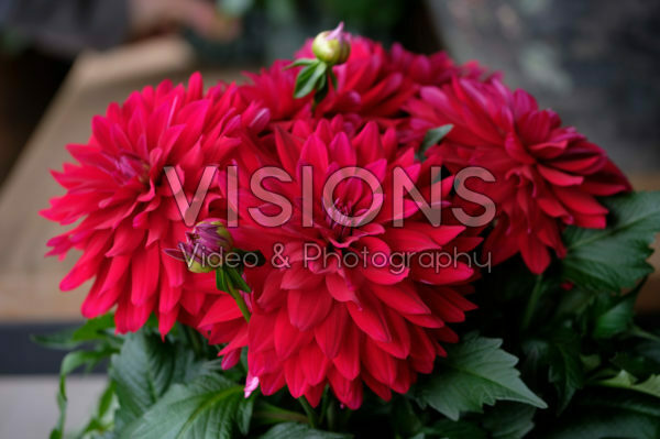 Dahlia LaBella ® Dahlia LaBella ®