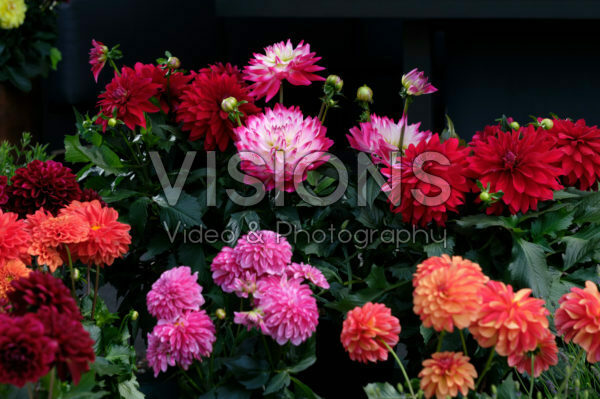 Dahlia LaBella ® gemengd Dahlia LaBella ® gemengd