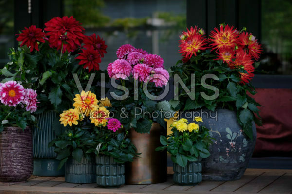 Dahlia LaBella ® mixed Dahlia LaBella ® mixed