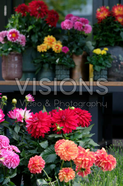 Dahlia LaBella ® gemengd Dahlia LaBella ® gemengd