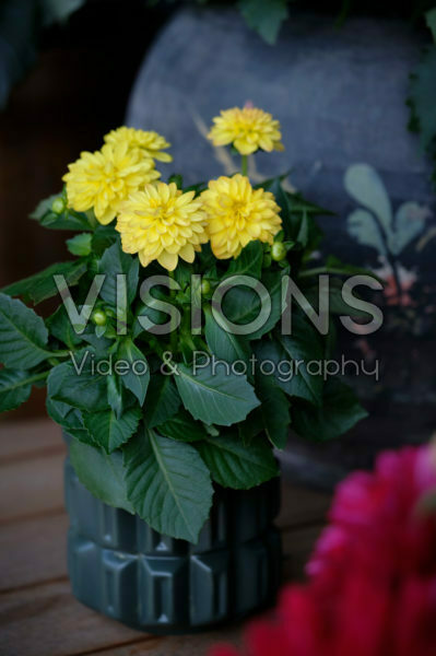 Dahlia LaBella ® Piccolo Dahlia LaBella ® Piccolo