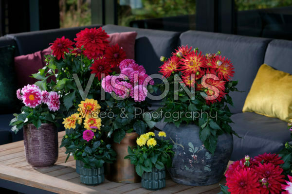 Dahlia LaBella ® gemengd Dahlia LaBella ® gemengd