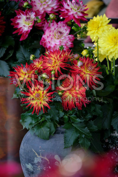 Dahlia LaBella ® mixed