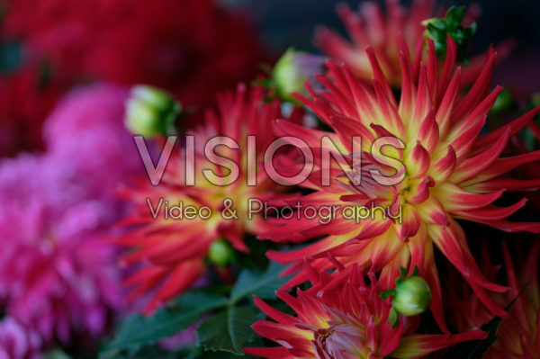Dahlia LaBella ® Dahlia LaBella ®