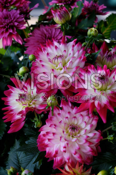 Dahlia LaBella ® Maggiore Rose Bicolour