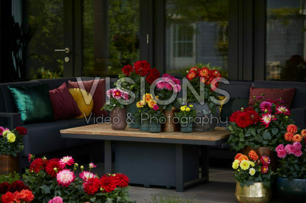 Dahlia LaBella ® mixed