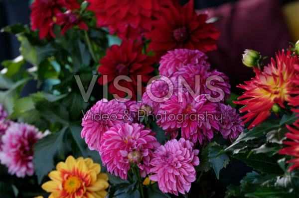 Dahlia LaBella ® Dahlia LaBella ®