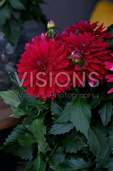 Dahlia LaBella ® Dahlia LaBella ®