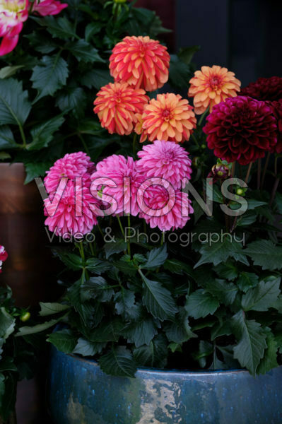 Dahlia LaBella ® Dahlia LaBella ®