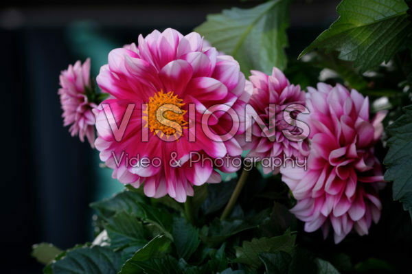 Dahlia LaBella ® Medio Fun Pink Blush Dahlia LaBella ® Medio Fun Pink Blush