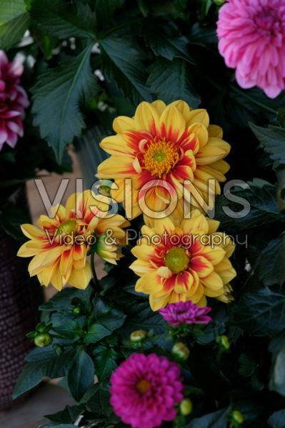 Dahlia LaBella ® Medio Fun Golden Eye