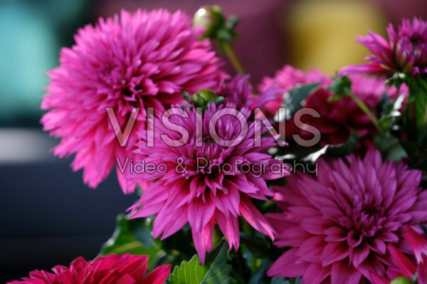 Dahlia LaBella ® Maggiore Deep Rose Dahlia LaBella ® Maggiore Deep Rose