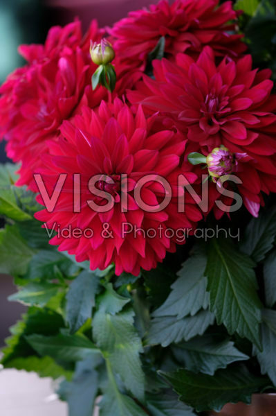 Dahlia LaBella ® Maggiore Dahlia LaBella ® Maggiore
