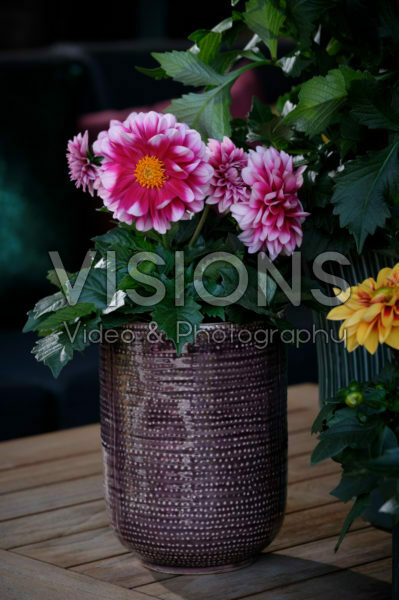 Dahlia LaBella ® Medio Fun Pink Blush