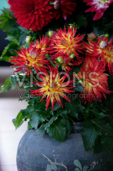 Dahlia LaBella ® Maggiore Fire Dahlia LaBella ® Maggiore Fire