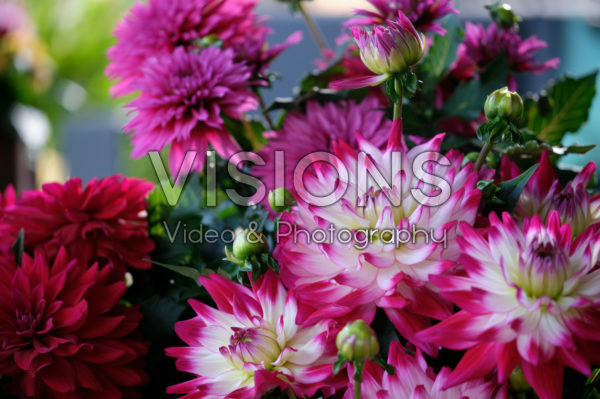 Dahlia LaBella ® Maggiore Rose Bicolour