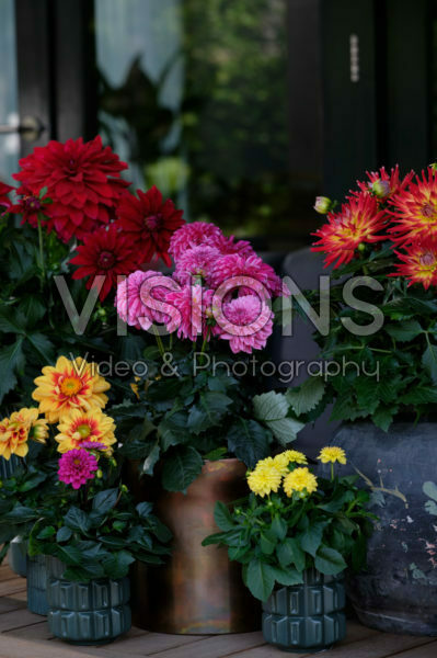 Dahlia LaBella ® mixed