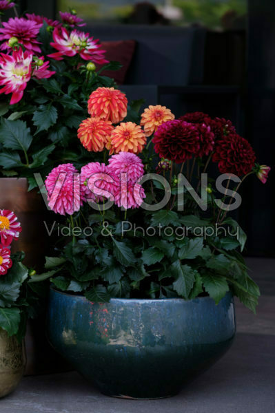 Dahlia LaBella ® gemengd Dahlia LaBella ® gemengd