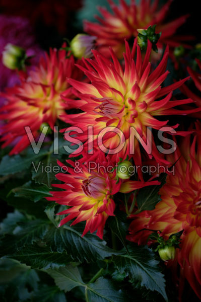 Dahlia LaBella ® Dahlia LaBella ®