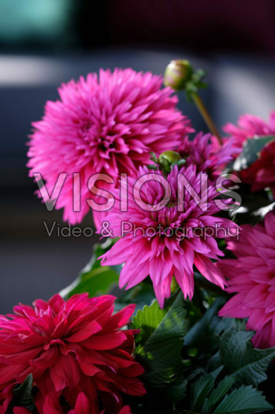 Dahlia LaBella ® Maggiore Deep Rose